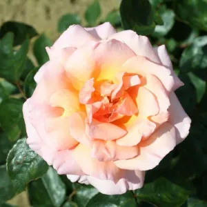 Whartons 'Compassion' Peach Climbing Rose 4Ltr Pot